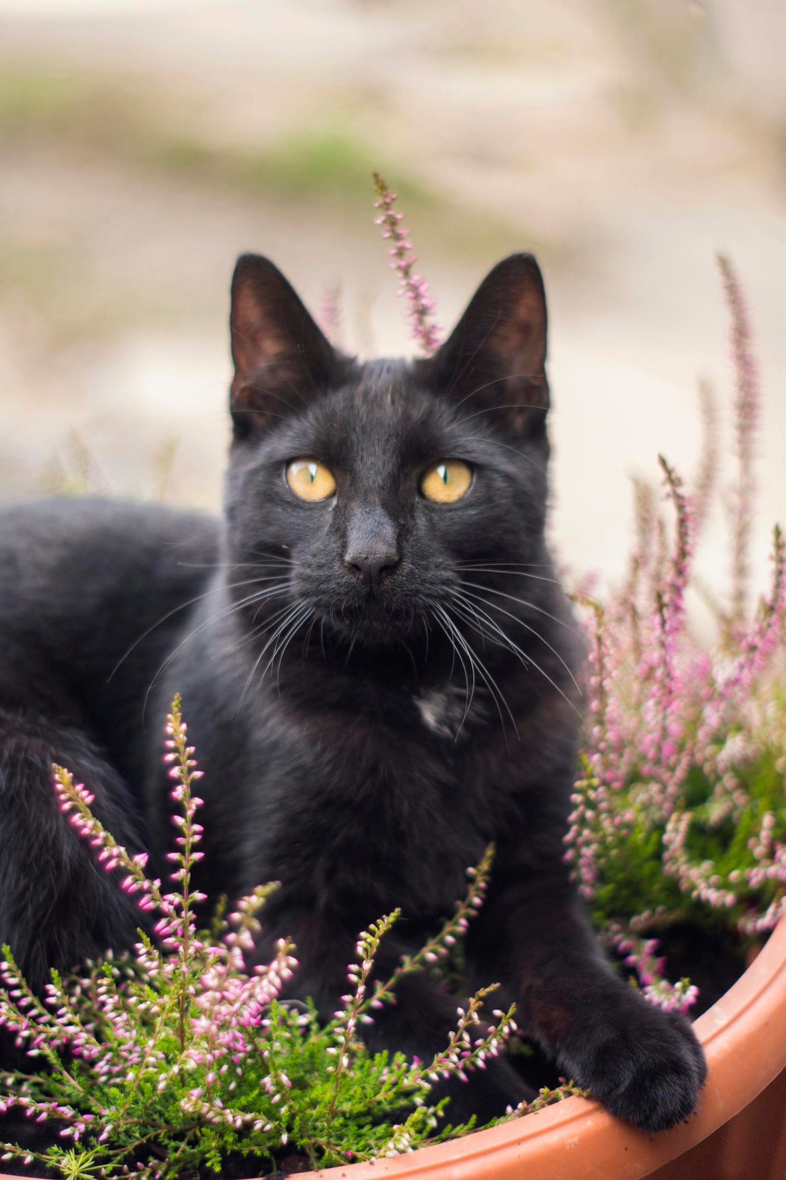 A black cat with striking eyes sits gracefully among blooming heather in a garden pot.