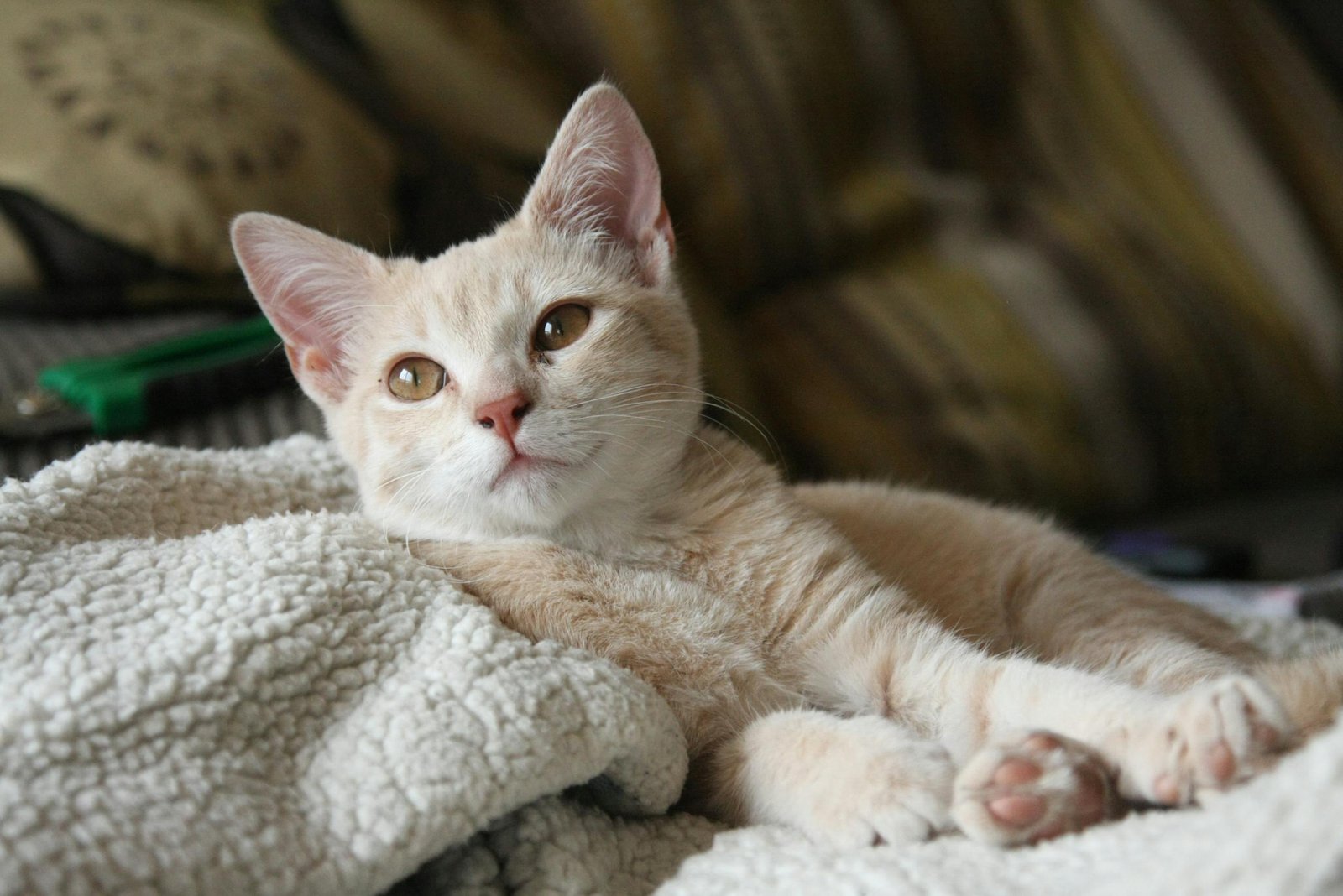 Adorable beige kitten lounging on a soft blanket indoors, adding warmth to any setting.
