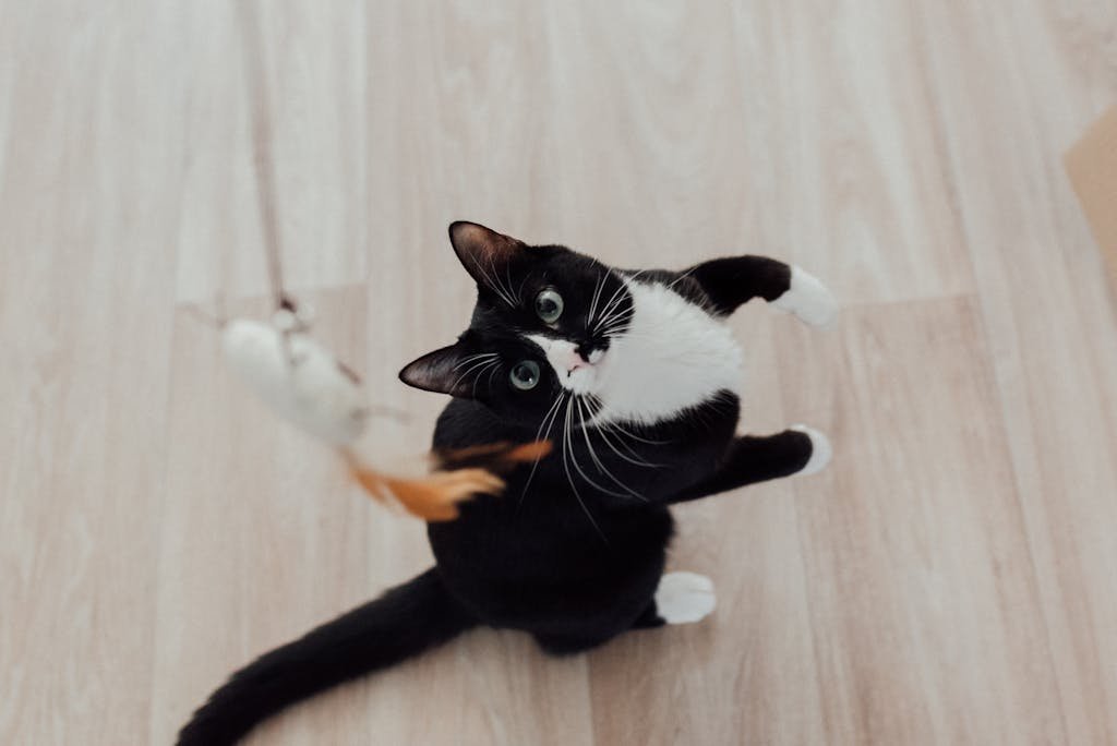 Adorable black and white cat playing with a feather toy on a wooden floor.