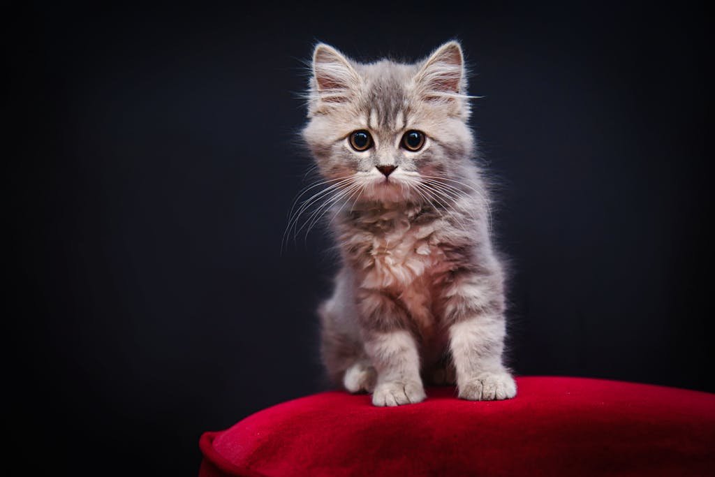 Charming fluffy kitten sitting on a red velvet cushion against a black background.