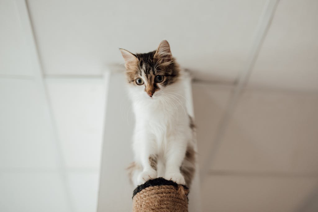Close-up of a fluffy tabby kitten perched on a scratching post indoors.