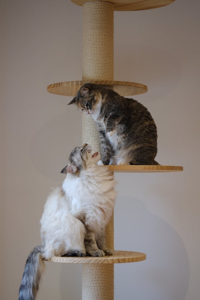 Two cats playfully interacting on a cat tree indoors, displaying their natural behavior.