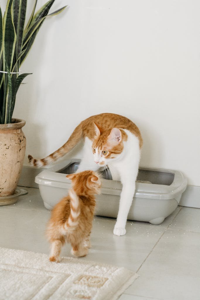 A mother tabby cat and her kitten interact indoors near a litter box.