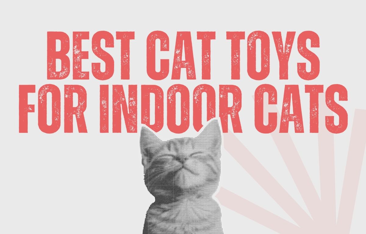 Best Cat Toys for Indoor Cats