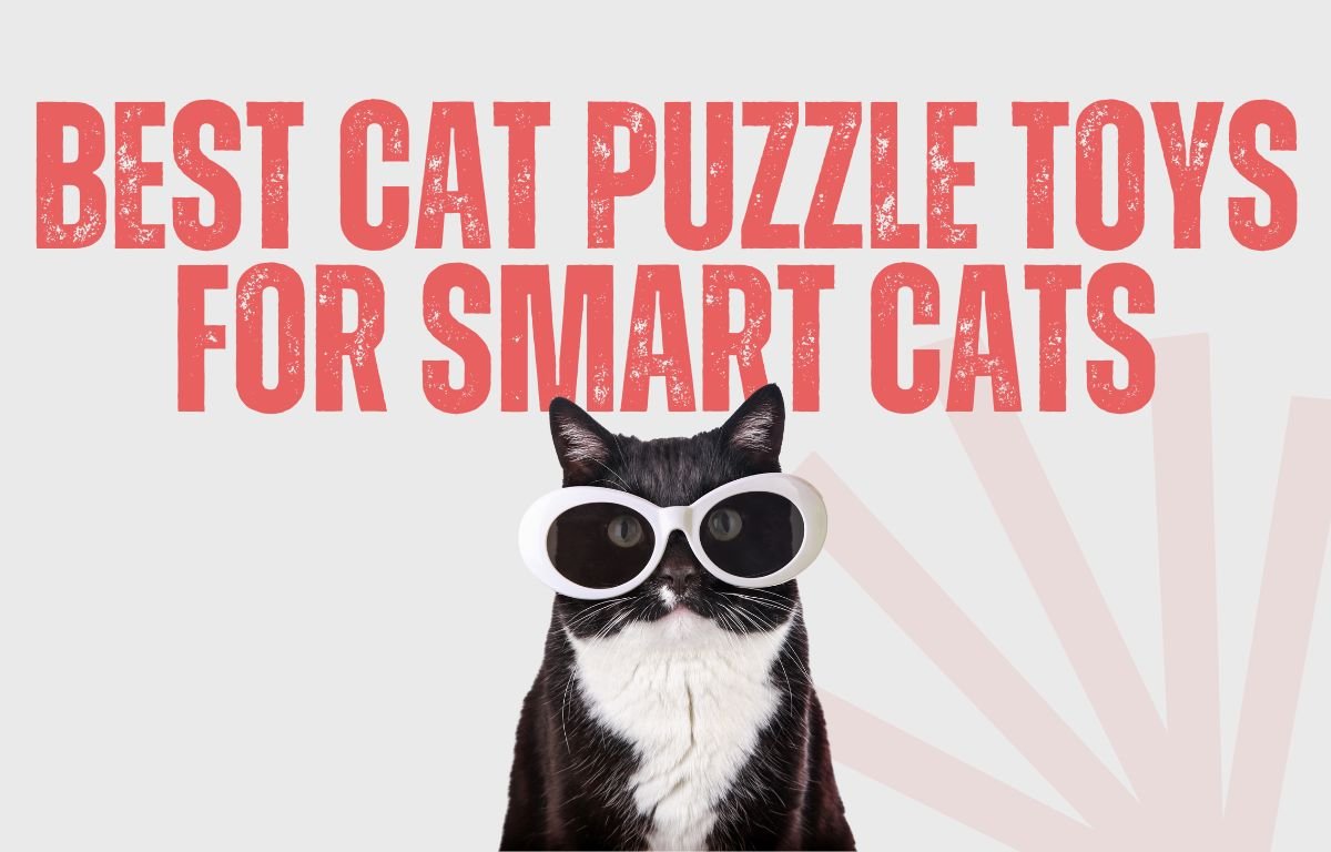 best cat puzzle toys for smart cats
