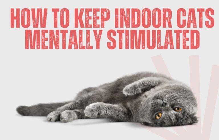 how to keep indoor cats mentally stimulated
