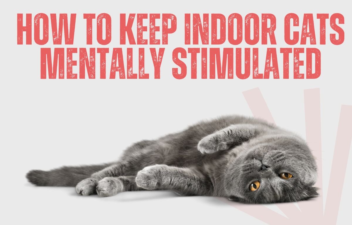 how to keep indoor cats mentally stimulated