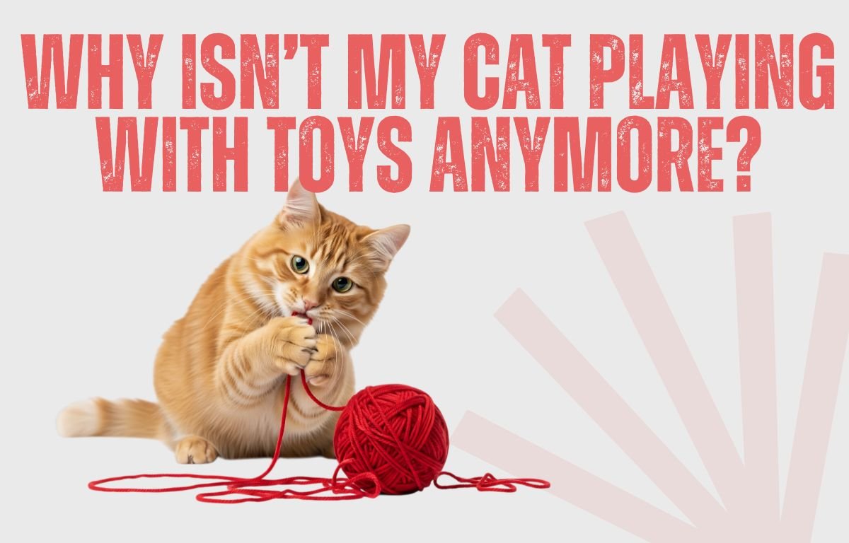 Why Isn’t My Cat Playing With Toys Anymore