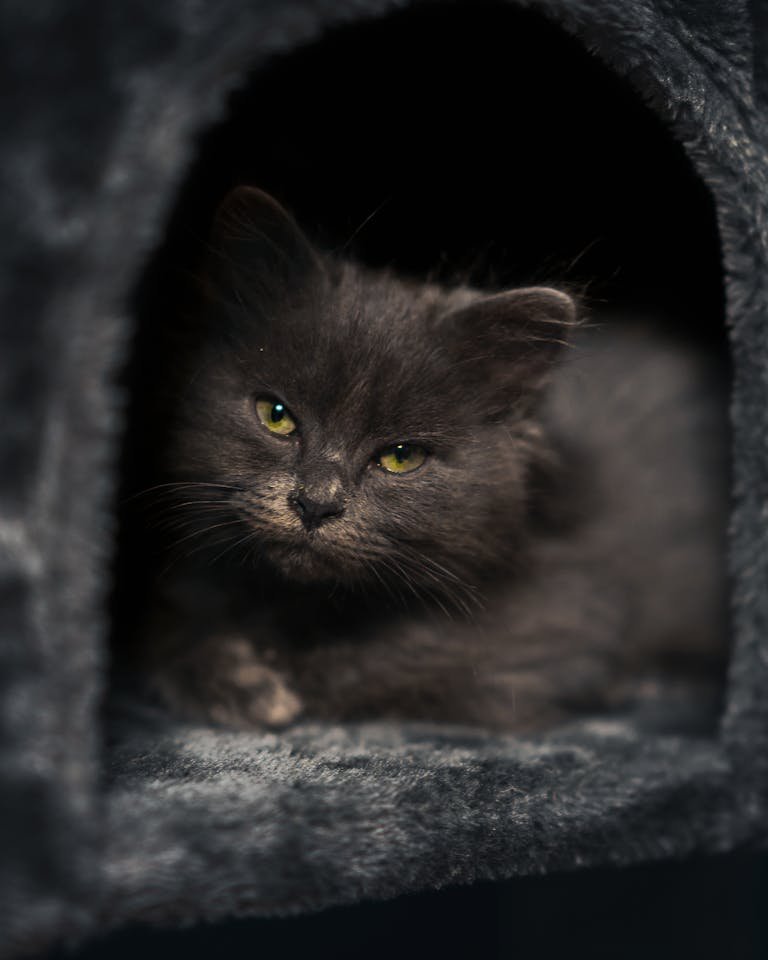 Best Calming Cat Beds to Improve Night Bonding