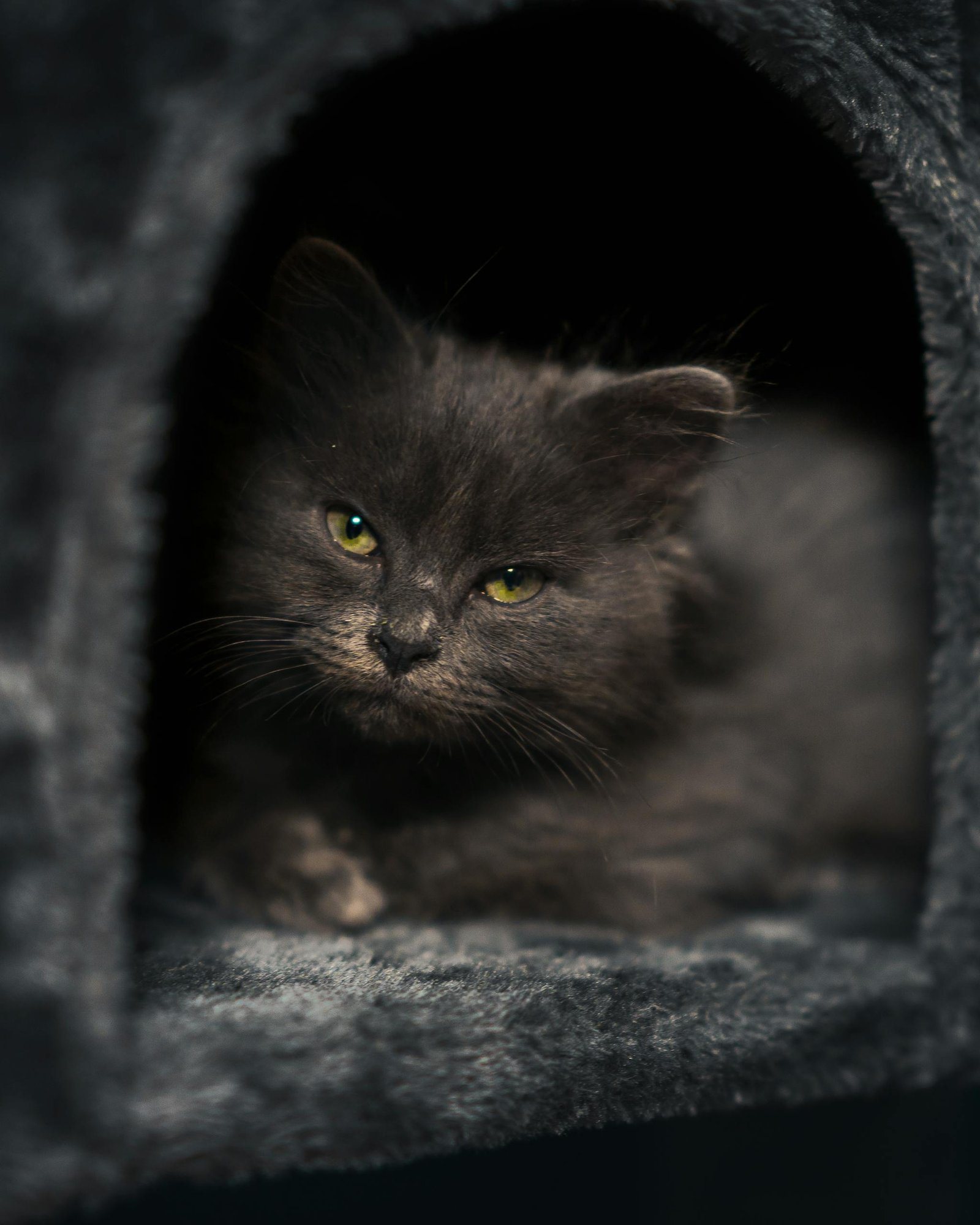 Best Calming Cat Beds to Improve Night Bonding