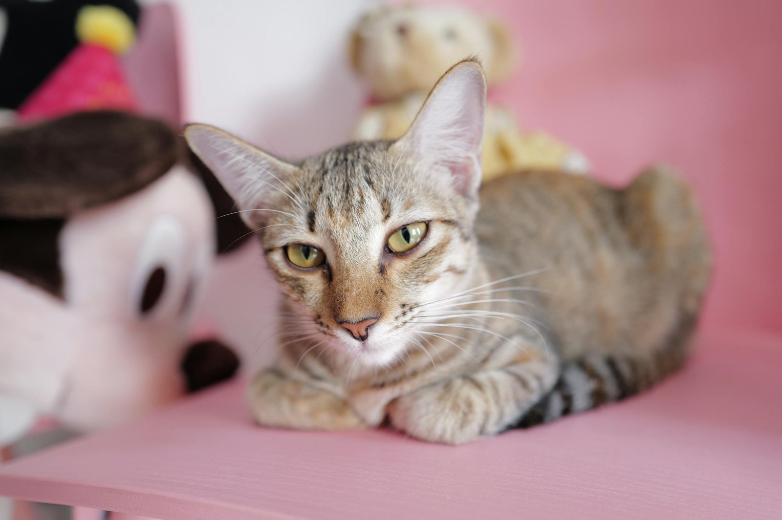 Close-up of a relaxed tabby cat lying on a pink surface next to plush toys.