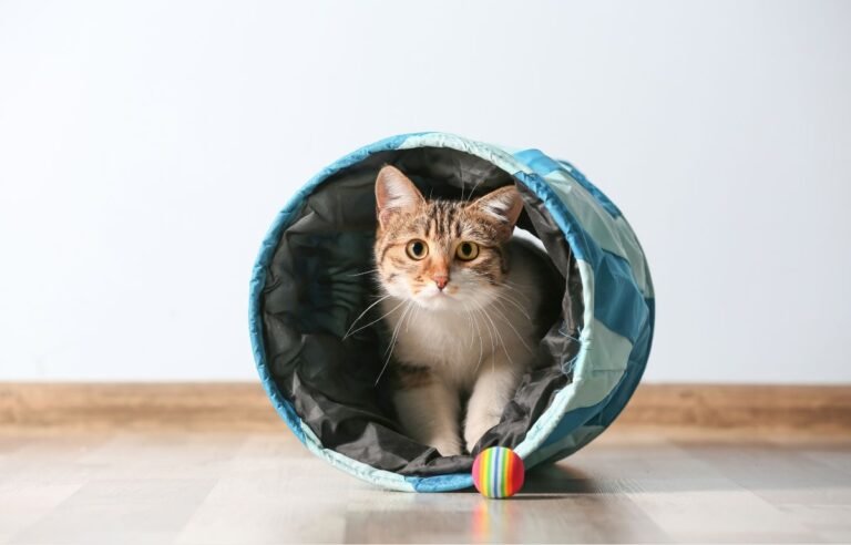 How much playtime does a cat need