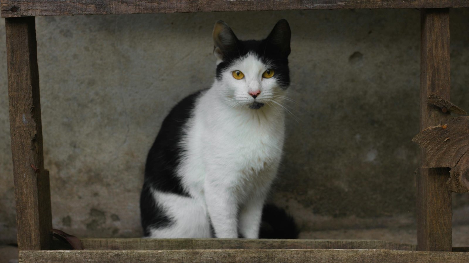A black and white cat sits against a rustic wooden and stone background.