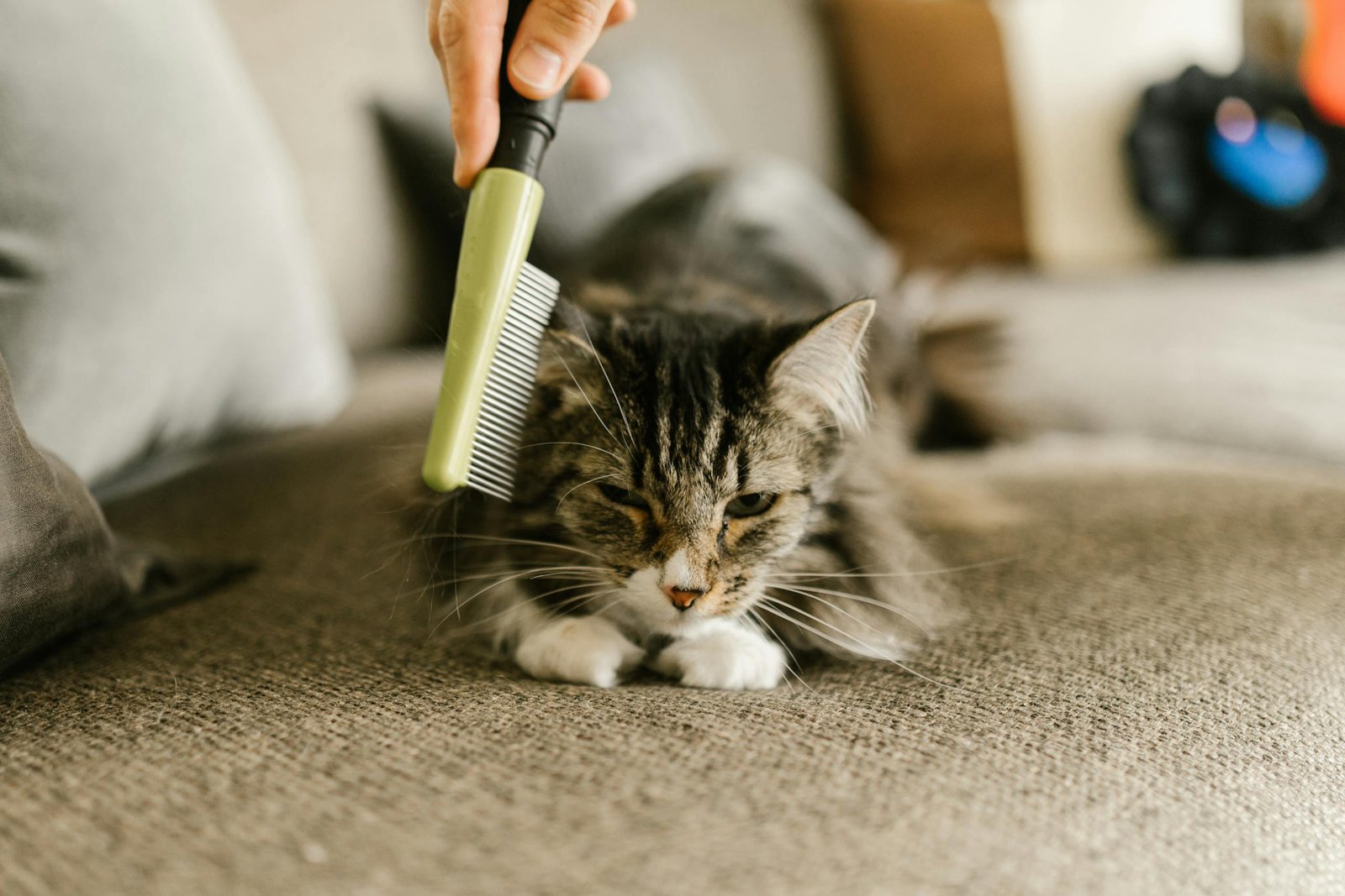 Best grooming aids for affectionate cats