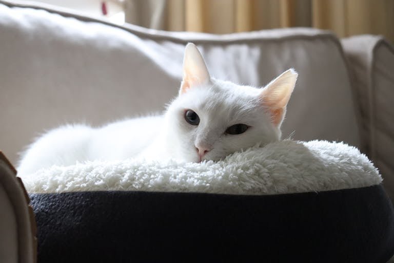 Best Cat Furniture to Create Personal Space