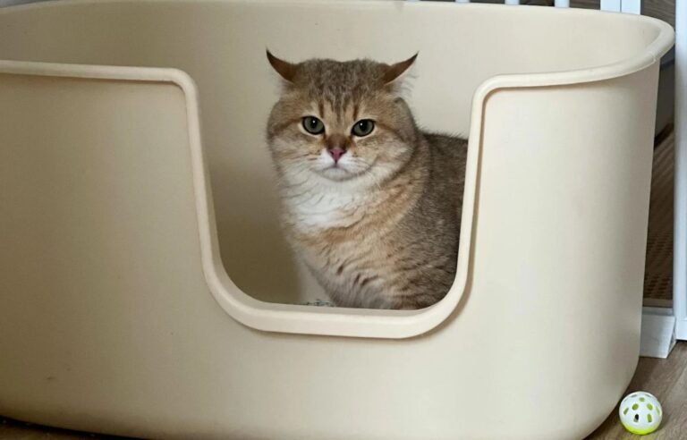 best cat litter for odor control in a clean litter box with a happy cat nearby